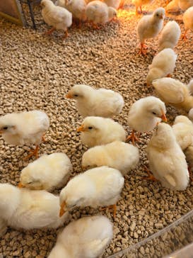 Moff animal cafe MARKIS 福岡ももち店に投稿された画像（2025/4/15）