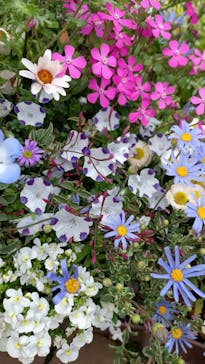 横浜イングリッシュガーデンに投稿された画像（2025/4/15）