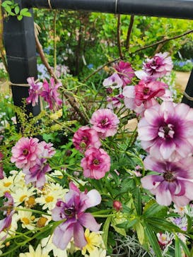 横浜イングリッシュガーデンに投稿された画像（2025/4/15）