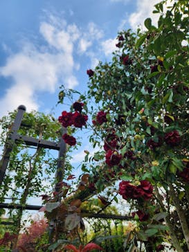 横浜イングリッシュガーデンに投稿された画像（2025/4/15）