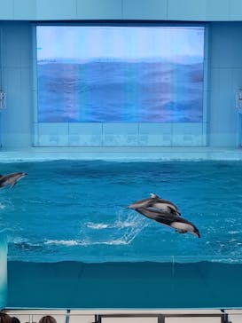 横浜・八景島シーパラダイスに投稿された画像（2025/4/15）