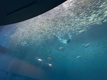 名古屋港水族館に投稿された画像（2025/4/15）