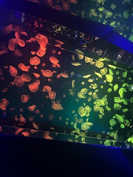 名古屋港水族館に投稿された画像（2025/4/15）