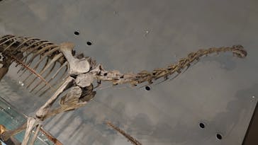 福井県立恐竜博物館に投稿された画像（2025/4/15）