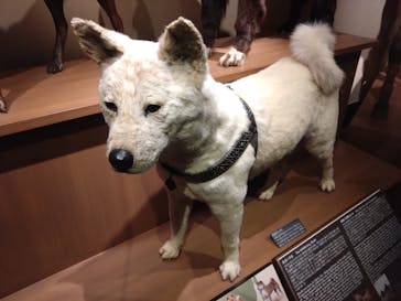 国立科学博物館に投稿された画像（2025/4/16）