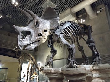 国立科学博物館に投稿された画像（2025/4/16）