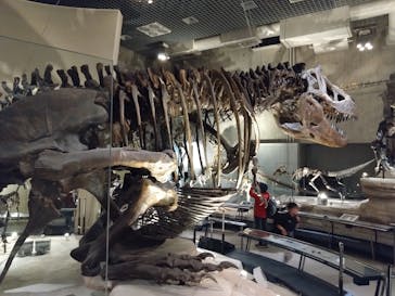 国立科学博物館に投稿された画像（2025/4/16）