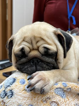 いぬカフェRio 鎌倉小町通り店に投稿された画像（2025/4/16）