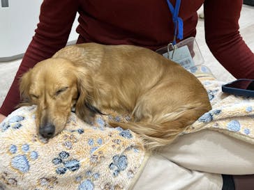 いぬカフェRio 鎌倉小町通り店に投稿された画像（2025/4/16）