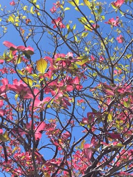 モダン湯治 おんりーゆーに投稿された画像（2025/4/16）