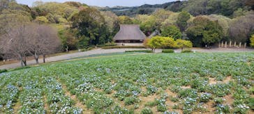 こうべアグリパークネモフィラの丘2025に投稿された画像（2025/4/16）