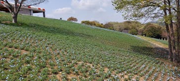 こうべアグリパークネモフィラの丘2025に投稿された画像（2025/4/16）