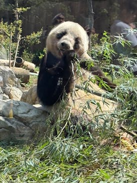 恩賜上野動物園に投稿された画像（2025/4/16）