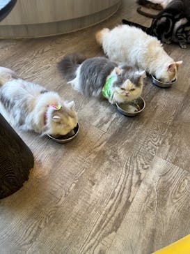 猫カフェモカ 京都河原町店に投稿された画像（2025/4/16）