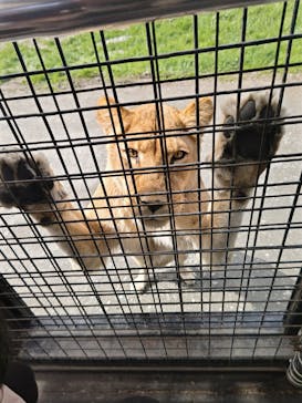 那須サファリパークに投稿された画像（2025/4/16）