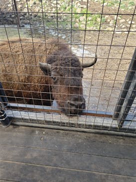 那須サファリパークに投稿された画像（2025/4/16）