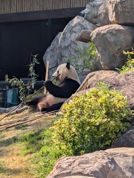 恩賜上野動物園に投稿された画像（2025/4/16）