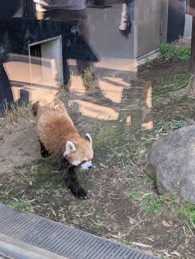 恩賜上野動物園に投稿された画像（2025/4/16）