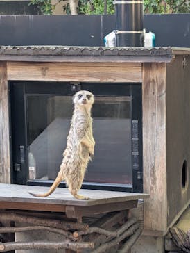 恩賜上野動物園に投稿された画像（2025/4/16）
