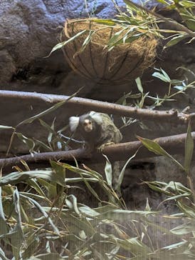 恩賜上野動物園に投稿された画像（2025/4/16）