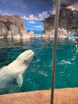 名古屋港水族館に投稿された画像（2025/4/16）