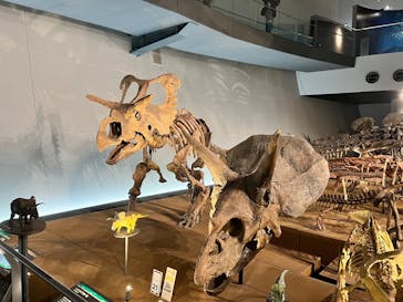 福井県立恐竜博物館に投稿された画像（2025/4/16）