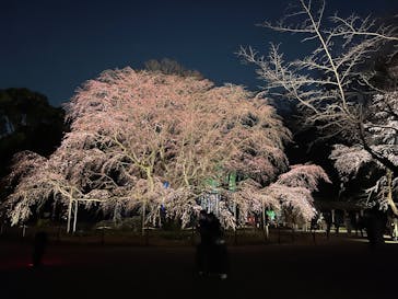 六義園に投稿された画像（2025/4/16）