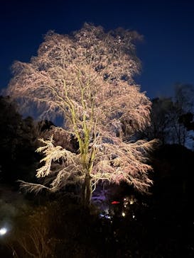 六義園に投稿された画像（2025/4/16）