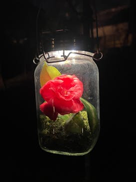 六義園に投稿された画像（2025/4/16）