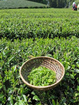 キウイフルーツカントリーJapan（キウイフルーツカントリージャパン）に投稿された画像（2025/4/16）