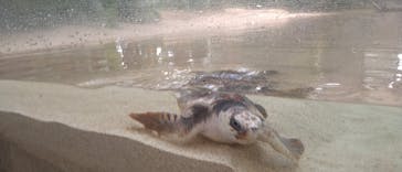 鴨川シーワールドに投稿された画像（2025/4/5）