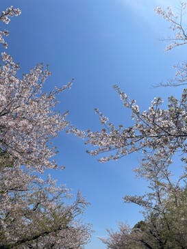 万博記念公園に投稿された画像（2025/4/16）