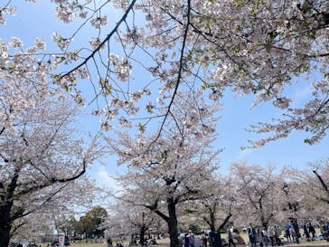 万博記念公園に投稿された画像（2025/4/16）