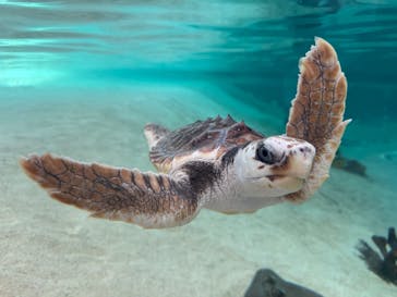 鴨川シーワールドに投稿された画像（2025/4/16）