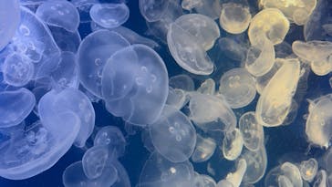 鴨川シーワールドに投稿された画像（2025/4/16）