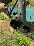 恩賜上野動物園に投稿された画像（2025/4/16）