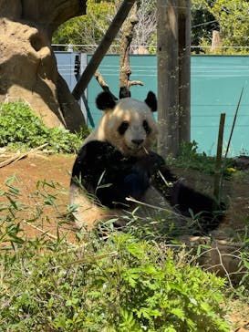 恩賜上野動物園に投稿された画像（2025/4/16）