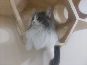 Cat Café MOFF 枚方モール店に投稿された画像（2025/4/16）