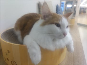 Cat Café MOFF 枚方モール店に投稿された画像（2025/4/16）