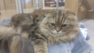 Cat Café MOFF 枚方モール店に投稿された画像（2025/4/16）