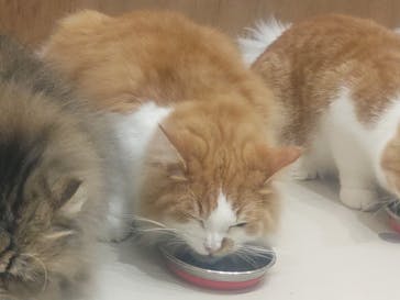 Cat Café MOFF 枚方モール店に投稿された画像（2025/4/16）