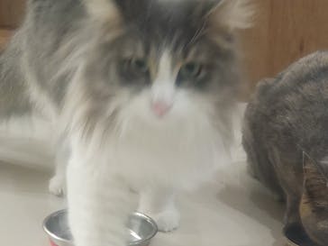 Cat Café MOFF 枚方モール店に投稿された画像（2025/4/16）