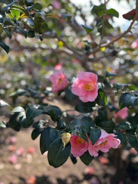 名古屋市東山動植物園に投稿された画像（2025/4/16）