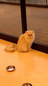 Cat Café MOFF SHIMINT HIROSHIMA店に投稿された画像（2025/4/17）