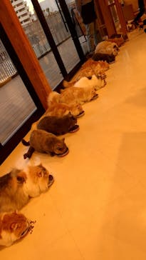 Cat Café MOFF SHIMINT HIROSHIMA店に投稿された画像（2025/4/17）