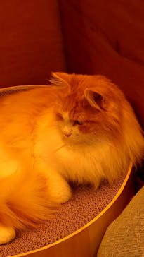 Cat Café MOFF SHIMINT HIROSHIMA店に投稿された画像（2025/4/17）