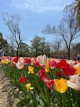 万博記念公園に投稿された画像（2025/4/17）