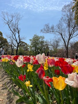 万博記念公園に投稿された画像（2025/4/17）