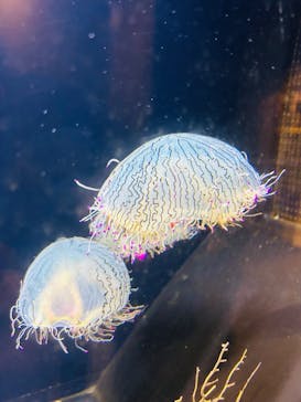 越前松島水族館に投稿された画像（2025/4/17）