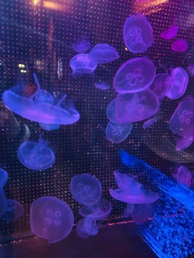 越前松島水族館に投稿された画像（2025/4/17）